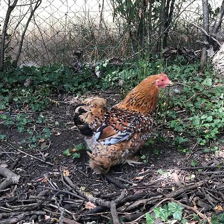 Feriehus Au Vieux Puit *