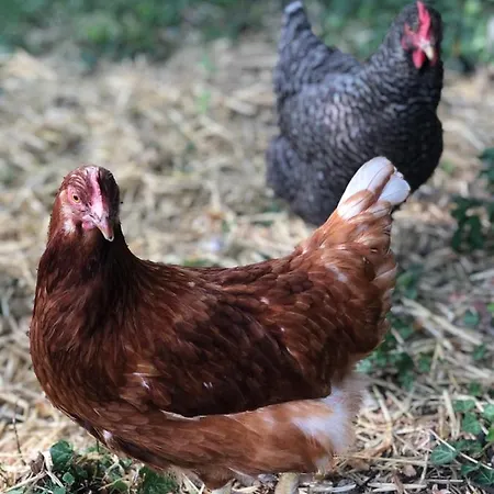 Au Vieux Puit Feriehus